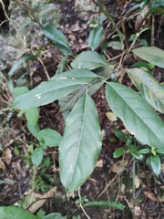 Itea chinensis