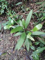 Myrsine seguinii