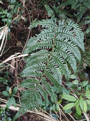 Dryopteris championii