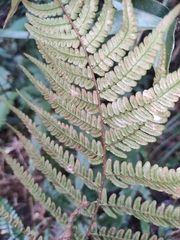 Dryopteris championii