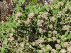 Aspalathus chenopoda