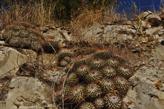 Mammillaria wagneriana