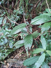 Tarenna mollissima