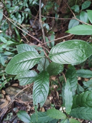 Tarenna mollissima