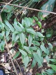 Coptosapelta diffusa