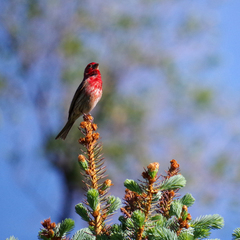Haemorhous mexicanus