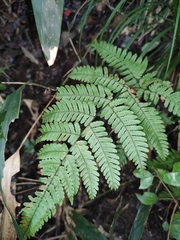 Dryopteris sparsa
