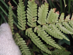 Dryopteris sparsa