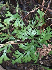 Selaginella doederleinii