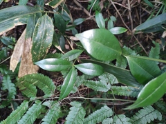 Calophyllum membranaceum