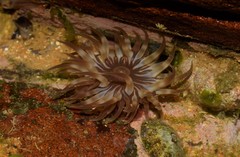 Anemonia sargassensis