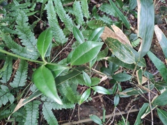 Calophyllum membranaceum