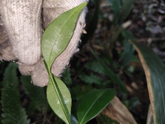 Calophyllum membranaceum