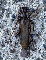 Vesperus xatarti