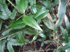 Calophyllum membranaceum