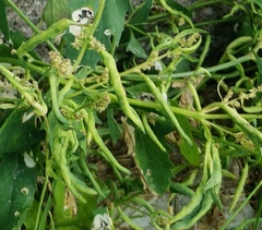 Hayhurstia atriplicis