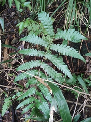 Woodwardia japonica