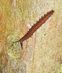 Ooperipatus centunculus