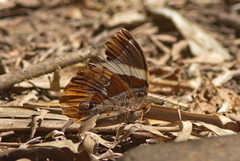 Thauria lathyi