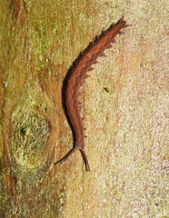 Ooperipatus centunculus