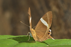 Abisara neophron