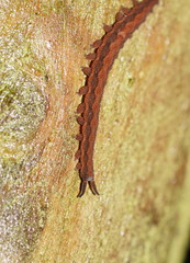 Ooperipatus centunculus