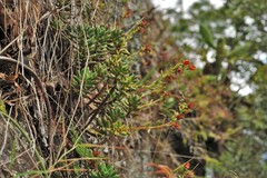 Echeveria macdougallii
