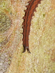 Ooperipatus centunculus