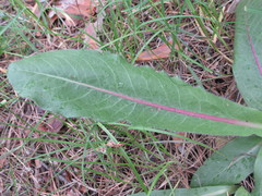 Hypochaeris maculata