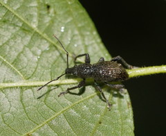 Ecrizothis boviei