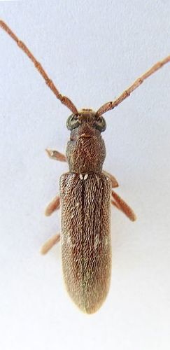 Anelaphus tuckeri