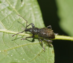 Ecrizothis boviei