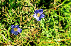 Linum alpinum