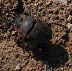 Scarabaeus ambiguus