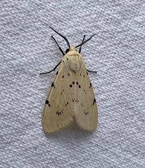 Eyralpenus diplostictus