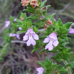Prostanthera densa