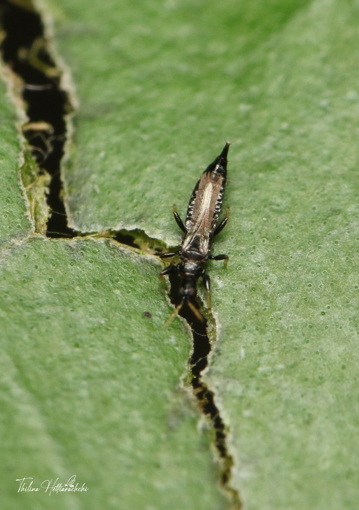 Liothrips karnyi