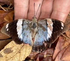 Charaxes bohemani