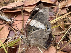 Charaxes bohemani