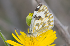 Pontia glauconome