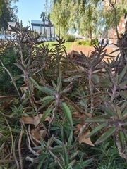 Kalanchoe × houghtonii