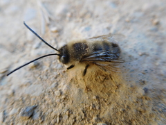 Eucera nigrilabris