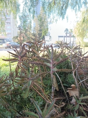 Kalanchoe × houghtonii