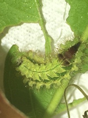 Rapala pheretima sequeira