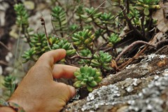 Echeveria macdougallii