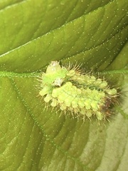 Rapala pheretima sequeira