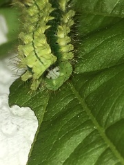 Rapala pheretima sequeira