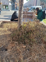 Kalanchoe × houghtonii