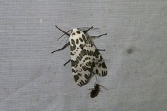 Hypercompe steinbachi