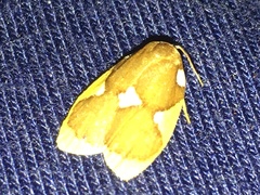 Lobobasis niveimaculata